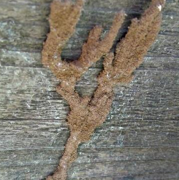 揭西白蟻防治站是在哪里