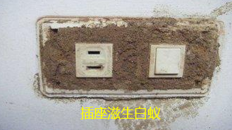 揭東哪里有治白蟻