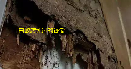 揭東哪里有除白蟻