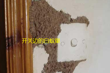 揭西縣白蟻站是在哪里