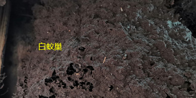 揭西白蟻站