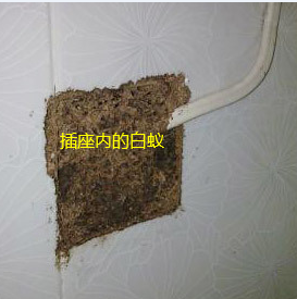 揭西哪里有治白蟻