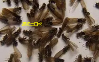 揭西哪里有治白蟻
