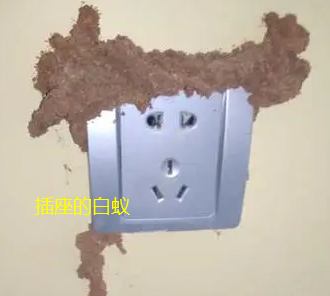 揭西哪里有治白蟻的師傅