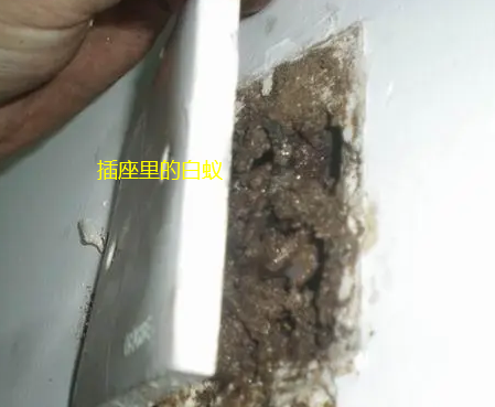 揭西白蟻防治
